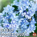 【P2倍★マラソン期間中】ライラック アウクバエフォリア 【花木苗 4.5号】