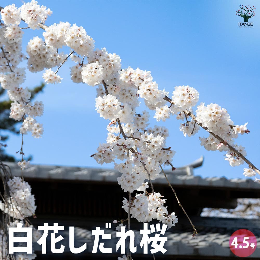 【送料無料】桜 白花しだれ桜 花木苗 4.5号ポット 1個売り サクラ さくら cherry blossom Cerasus spac..