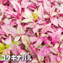 【P2倍★マラソン期間中】コタキナバル 【花苗 9cmポット】花の苗 多年草 カラーリーフ グランドカバー 苗木 花木 庭木 植木 ガーデニング インテリアグリ...