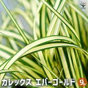 【ポイント2倍★マラソン期間】カレックス エバーゴールド 花苗 9cmポット カラーリーフ 草の苗 草 苗 リーフ カレックス Carex oshimensis...