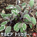 【P2倍★マラソン期間中】サルビア トリカラー 【花苗 9cmポット】花の苗 サルビア 初心者 鉢植え 地植え ガーデニング
