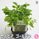 【P2倍★マラソン期間中】サルビア ゴールデン 【花苗 9cmポット】花の苗 サルビア 初心者 鉢植え 地植え ガーデニング