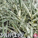 【P2倍★マラソン期間中】シルバーエッジ 【花苗 9cmポット】花の苗 多年草 カラーリーフ グランドカバー 苗木 花木 庭木 植木 ガーデニング インテリアグ...