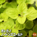 【P2倍★マラソン期間中】オレガノ ノートンズゴールド 【花苗 2.5号ポット】花オレガノ ガクの保ちが良いので、切り花やドライフラワーにも使われます