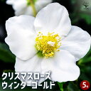 【P2倍★マラソン期間中】クリスマスローズ ウィンターゴールド 【花苗 5号ポット/1個売り】クリスマスローズ苗 キンボウゲ ヘレボルス 多花性 カラーリーフ ...