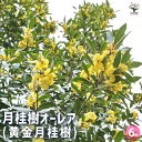 【P2倍★マラソン期間中】月桂樹 黄金月桂樹(ローリエ・オーレア) 【花木苗 6号ポット/1個売り】ローリエ ローレル 植木 ハーブの苗木 木の苗 庭木 ガーデ...