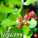 【P2倍★マラソン期間中】ハリツルマサキ 【花木苗 4号鉢】常緑 カラーリーフ グランドカバー 壁面 緑化 ツル性 ガーデニング