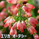 【P2倍★マラソン期間中】エリカ オーテシー 【花木苗 3.5号ポット】 園芸品種 寄せ植え 寄せ植え 苗木 花木 庭木 植木 盆栽 ガーデニング 鑑賞 栽培 ...