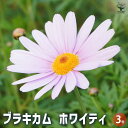 【P2倍★マラソン期間中】ブラキカム ホワイティ 【花苗 3号ポット】花 花苗 花の苗 花木苗 花木の苗 ブラキカム 姫コスモス ネイティブフラワー