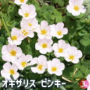 【P2倍★マラソン期間中】オキザリス ピンキー 【花苗 3号ポット】ルテオラ カタバミ Lady’s sorrel, Wood sorrel 園芸