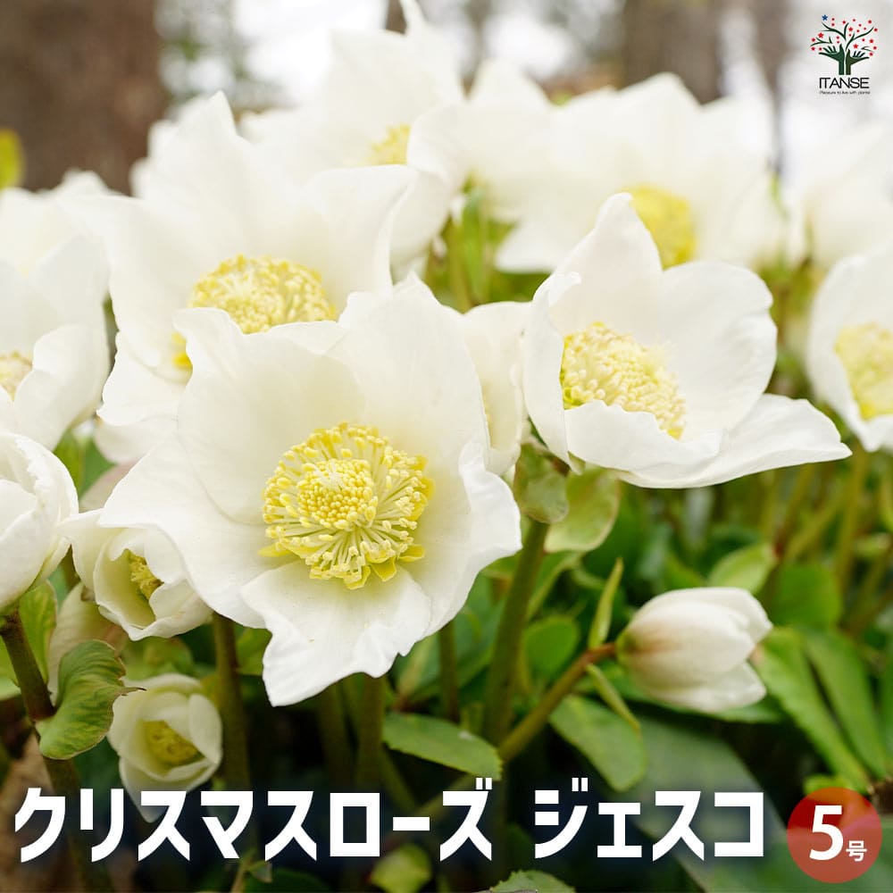 【送料無料】クリスマスローズ ジェスコ 花苗 5号鉢 1個売り クリスマスローズ苗 キンボウゲ ヘレボル..