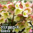 【P2倍★マラソン期間中】クリスマスローズ Guess(ゲス) 【花苗 5号鉢/1個売り】クリスマスローズ苗 キンボウゲ ヘレボルス 多花性 カラーリーフ 生け...