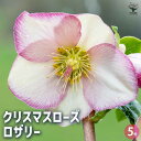 【P2倍★マラソン期間中】クリスマスローズ ロザリ 【花苗 5号鉢/1個売り】クリスマスローズ苗 キンボウゲ ヘレボルス 多花性 カラーリーフ 生け垣 生垣 庭...