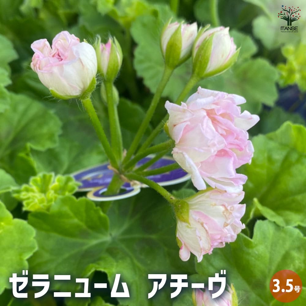 楽天市場】ゼラニウム 鉢植え(花の苗物|苗物):ガーデニング 楽天市場】ゼラニウム 鉢植え(花の苗物|苗物):ガーデニング