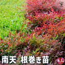 【P2倍★マラソン期間中】南天 根巻き 【花木苗 4.5号ポット/1個売り】南天 なんてん ナンテン 厄除け 厄よけ 縁起木 縁起物 庭木 植木 花木 正月 観...