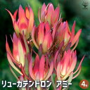 【P2倍★マラソン期間中】リューカデンドロン アミー 【花木苗 4号鉢/1個売り】銀葉樹 ギンヨージュ ヤマモガシ フラワーアレンジメント