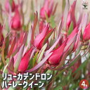 【P2倍★マラソン期間中】リューカデンドロン ハーレークイーン 【花木苗 4号鉢/1個売り】銀葉樹 ギンヨージュ ヤマモガシ フラワーアレンジメント
