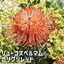 【P2倍★マラソン期間中】リューコスペルマム カリプソレッド 【花木苗 7号鉢/1個売り】花苗 花の苗 花木の苗 花木 リューコスペルマム ピンクッション レウ...