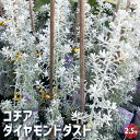 【P2倍★マラソン期間中】コチア ダイヤモンドダスト 【花木苗 2.5号ポット】花苗 花の苗 家庭菜園 ガーデニング プランター 寄植え ベランダ栽培 グランド...
