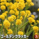 【P2倍★マラソン期間中】ゴールデンクラッカー 【花苗 3号ポット】花苗 花の苗 家庭菜園 ガーデニング プランター 寄植え ベランダ栽培 グランドカバー ギフ...