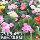 【P2倍★マラソン期間中】プリムラ メラコ色MIX 【花木苗 4号鉢】桜草 プリムラ アンティークブラック サクラソウ プリムラ Primula juliae ...