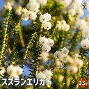 【P2倍★マラソン期間中】エリカ 鈴蘭エリカ 【花木苗 3.5号ポット】 園芸品種 寄せ植え 寄せ植え 苗木 花木 庭木 植木 盆栽 ガーデニング 鑑賞 栽培 ...