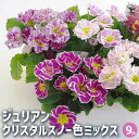 【P2倍★マラソン期間中】ジュリアン クリスタルスノー色MIX 【花苗 9cmポット】オブコニカ Primula obconica サクラソウ科 サクラソウ属 ...