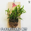 【P2倍★マラソン期間中】ディネマポリブルボン 板付 【花苗 板付】花木 花木の苗 花の苗 洋ラン 洋蘭 板付 初心者 ガーデン 鉢植え