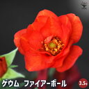 【P2倍★マラソン期間中】ゲウム ファイアーボール 【花苗 3.5号ポット】花苗 花の苗 花 苗 ガーデニング