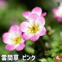 【送料無料】雲間草 ( クモマグサ ) ピンク 花木苗 4号鉢 クモマソウ 洋種クモマグサ 西洋クモマグサ 寄せ植え 送料無料 即納
