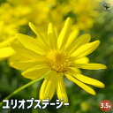 【P2倍★マラソン期間中】デージー ユリオプスデージー 【花木苗 3.5号ポット】花苗 花の苗 花 苗 ガーデニング