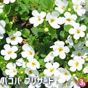 【P2倍★マラソン期間中】バコパ ブリザード 【花苗 3号ポット】花苗 花の苗 バコパ コピア ステラオオバコ科 ゴマノハグサ科 ステラ属