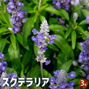 スクテラリア3号