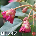 【P2倍★マラソン期間中】ロドレイア 【花木苗 4.5号鉢/1個売り】石楠花擬 シャクナゲモドキ ロドレイア ヘンリー ロドレイア 寄せ植え