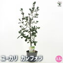 【P2倍★マラソン期間中】ユーカリ カンフォラ 【花木苗 3.5号ポット】ユーカリ ユーカリの苗 ユーカリの苗木 グニー グニユーカリ グニーユーカリ 庭木