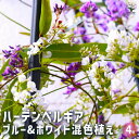【P2倍★マラソン期間中】ハーデンベルギア ブルー&ホワイト混色 【花木苗 4号ポット/1個売り】オーストラリア オージープランツ ツル性 ユニーク ガーデニン...