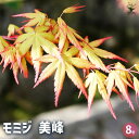 【送料無料】モミジ 美峰 【 花木苗 8号/1個売り 】 庭木の苗 植木の苗木 モミジ 紅葉 カエデ 楓 モミジの苗 紅葉の苗 かえでの苗 もみじ