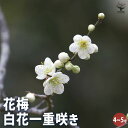 【P2倍★マラソン期間中】花梅の苗木 白花一重 【花木苗 4〜5号/1個売り】梅苗 うめの苗 うめ苗 梅の苗木 簡単栽培 ガーデニング 家庭菜園 梅酒 梅干し