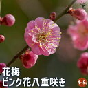 【P2倍★マラソン期間中】花梅の苗木 ピンク八重咲 【花木苗 4〜5号/1個売り】梅苗 うめの苗 うめ苗 梅の苗木 簡単栽培 ガーデニング 家庭菜園 梅酒 梅干...