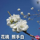 【P2倍★マラソン期間中】花桃の苗木 照手白 【花木苗 4〜5号/1個売り】モモ苗 モモの苗 もも苗 ももの苗木 桃の苗 桃苗 李の苗 ガーデニング 家庭菜園