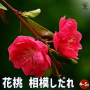 【ポイント2倍★マラソン期間】花桃の苗木 花桃 相模しだれ 【 花木苗 4〜5号/1個売り 】 モモ苗 モモの苗 もも苗 ももの苗木 桃の苗 桃苗 李の苗 ガー...