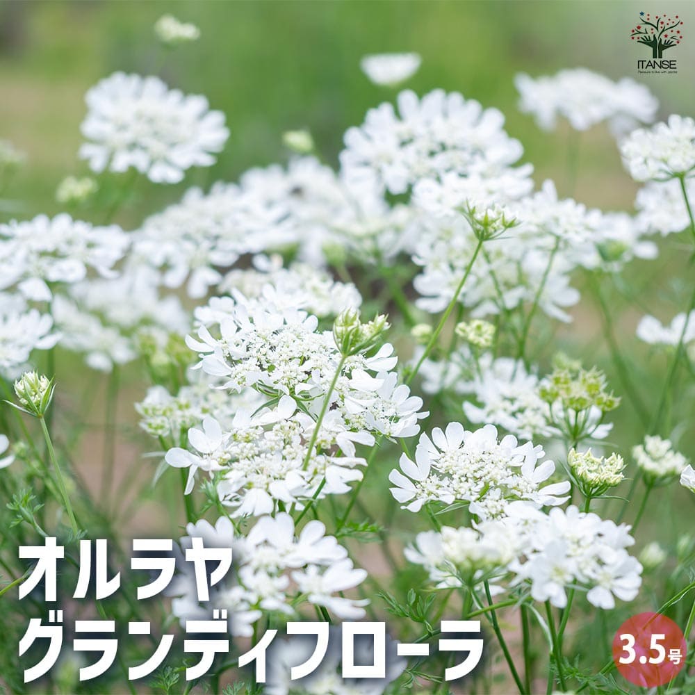 【送料無料】オルレア(オルラヤ) グランディフローラ 【 花苗 3.5号 】 花の苗 寄植え 寄せ植え カラーリーフ 苗木 花木 庭木 ドライフラワー 切花 ガーデニングのサムネイル