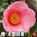 【P2倍★マラソン期間中】椿(ツバキ)の苗木 太郎冠者 Lサイズ 【 花木苗 5号/1個売り 】 ツバキ苗 ツバキの苗木 椿苗 椿の苗木