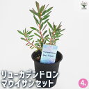 【P2倍★マラソン期間中】リューカデンドロン マウイサンセット 【 花木苗 4号/1個売り 】 銀葉樹 ギンヨージュ ヤマモガシ フラワーアレンジメント