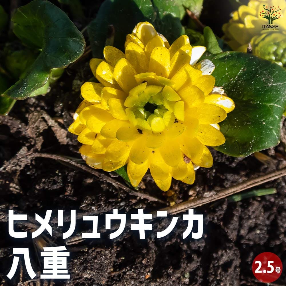 楽天市場】花 春 オレンジ色の通販 楽天市場】花 春 オレンジ色の通販