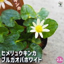 【P2倍★マラソン期間中】ヒメリュウキンカ ブルガオバホワイト 【 花苗 2.5号 】 花苗 花木 花の苗 キンポウゲ 多年草 球根 球根植物 植木 庭木 寄せ...