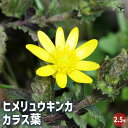 【P2倍★マラソン期間中】ヒメリュウキンカ カラス葉 【 花苗 2.5号 】 花苗 花木 花の苗 キンポウゲ 多年草 球根 球根植物 植木 庭木 寄せ植え