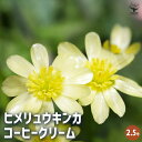 【P2倍★マラソン期間中】ヒメリュウキンカ コーヒークリーム 【 花苗 2.5号 】 花苗 花木 花の苗 キンポウゲ 多年草 球根 球根植物 植木 庭木 寄せ植...
