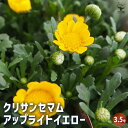 【P2倍★マラソン期間中】クリサンセマム アップライトイエロー 【 花苗 3.5号 】 ノースポール 菊 キク お花 花苗 観賞用 可愛い 苗 ガーデニング