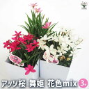 【P2倍★マラソン期間中】アッツ桜 舞姫 花色mix 【 花苗 3号 】 桜 サクラ アッツザクラ 白 ピンク ローズ 赤 小柄 小さい 小鉢 球根苗 球根 花...